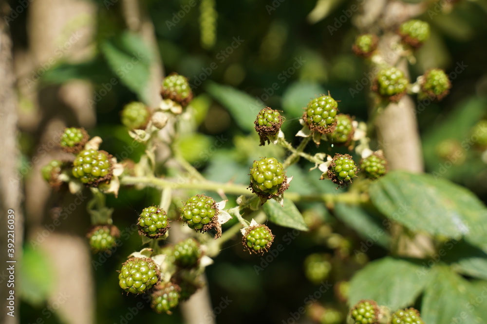 a bunch of green blackberries growing in the garden. a bunch of green blackberries growing in the garden.