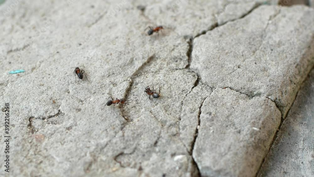 Red-orange fire ants crawl and climb the cracks. Ants are crawling in nature close-up. Red-orange fire ants crawl and climb the cracks. Ants are crawling in nature close-up.