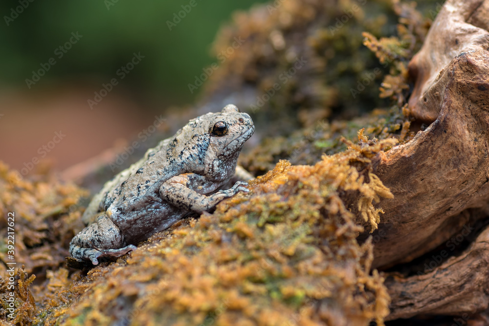 The smooth-fingered narrow-mouthed frog ( kaloula baleata ) in the moss The smooth-fingered narrow-mouthed frog ( kaloula baleata ) in the moss