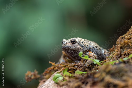 The smooth-fingered narrow-mouthed frog ( kaloula baleata ) in the moss