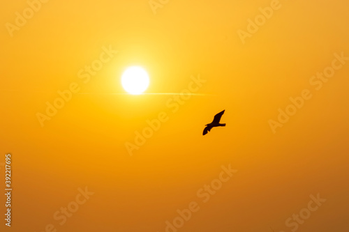 silhouette of a seagull flying in a sunset with orange sky