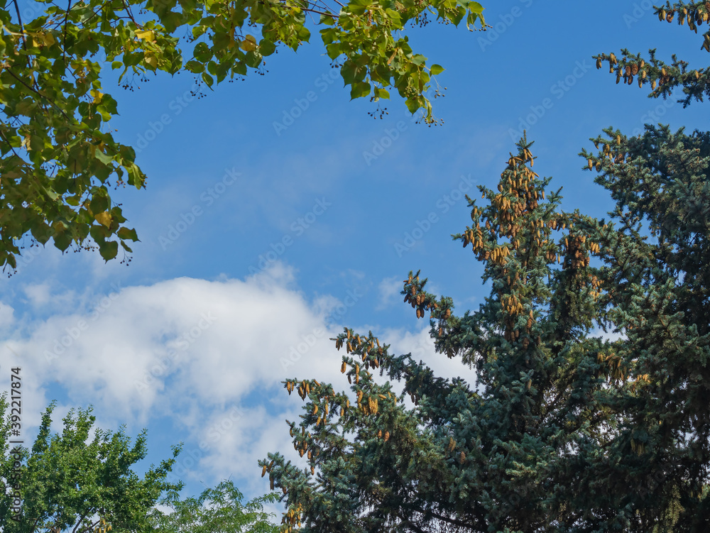 A Blue Spruce Covered with Ripe Cones Flaunts Against the Background of an Azure Sky and Snow-White Clouds A Blue Spruce Covered with Ripe Cones Flaunts Against the Background of an Azure Sky and Snow-White Clouds