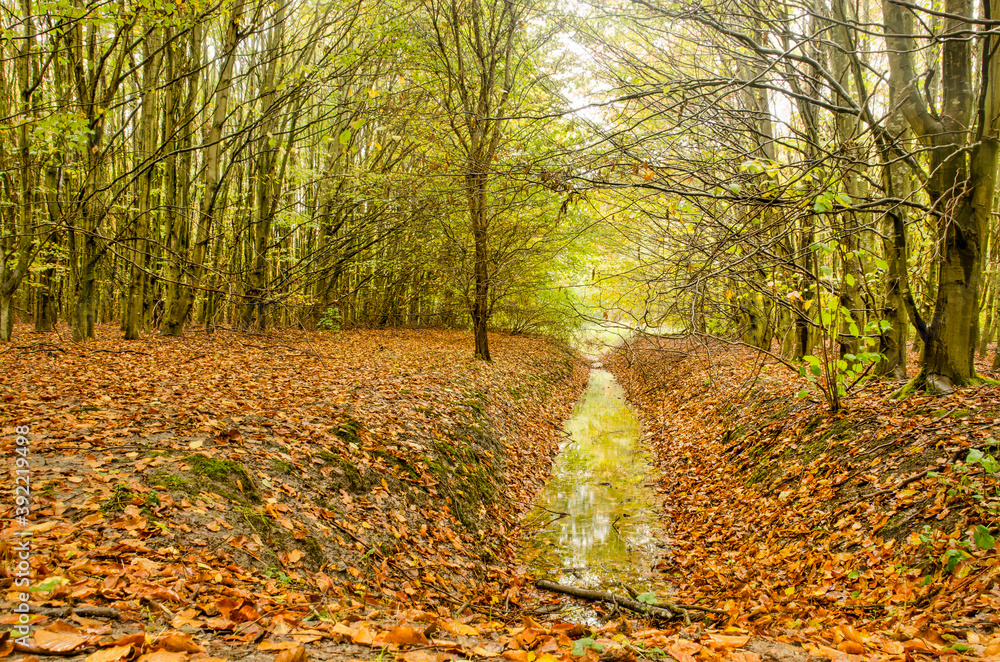 Tranquil autumn scene with a ditch in a beech forest near Zoetermeer, The Netherlands on a rainy day