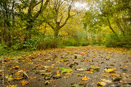 Fallen leaves on a wet asphalt road on a rainy day in autumn in Balijbos forest near Zoetermeer, the Netherlands photo
