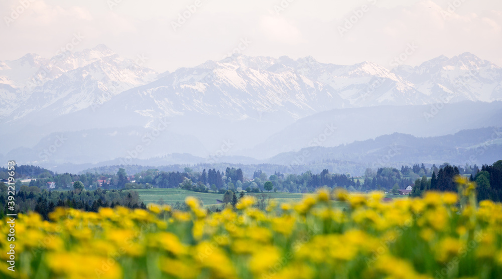 Yellow flowers meadow and beautiful view to snow covered mountains. Kempten, Bavaria, Alps, Allgau, Germany.
