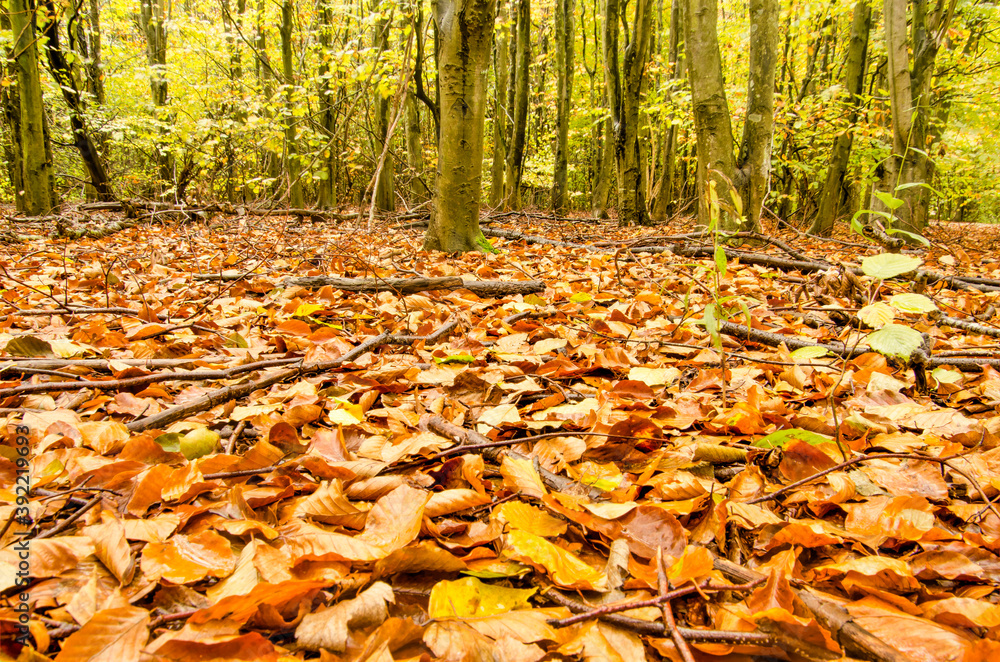 Fallen leaves, twigs and young trees on the floor of Balijbos forest near Zoetermeer, The Netherlands on a rainy day in autumn