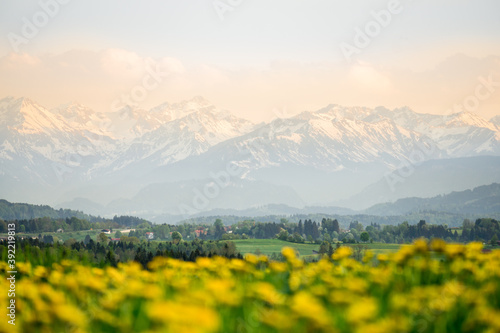 Yellow flowers meadow and beautiful view to snow covered mountains. Evening sunset light and alpenglow. Kempten, Bavaria, Alps, Allgau, Germany.