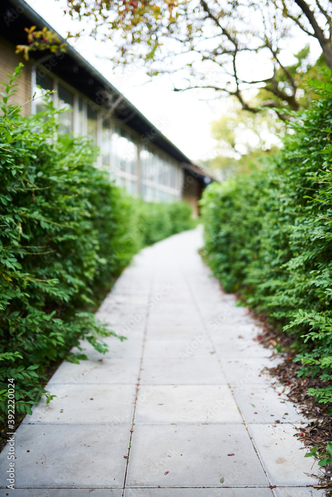 Hedge pathway to a building