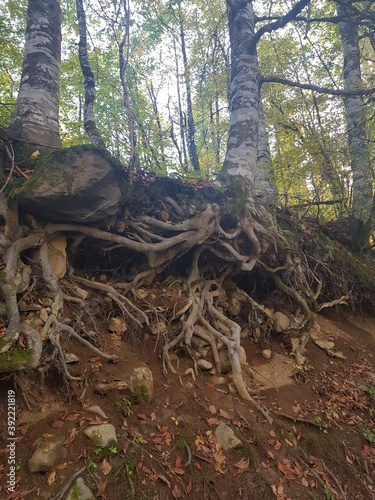 roots of tree