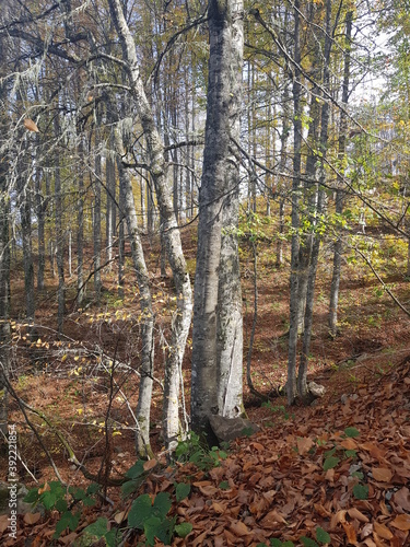 autumn in the forest, mountains in Krasnaya Polyana