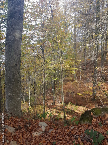 autumn in the forest, Krasnaya Polyana