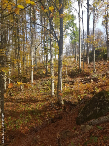 autumn in the forest, mountains in Krasnaya Polyana