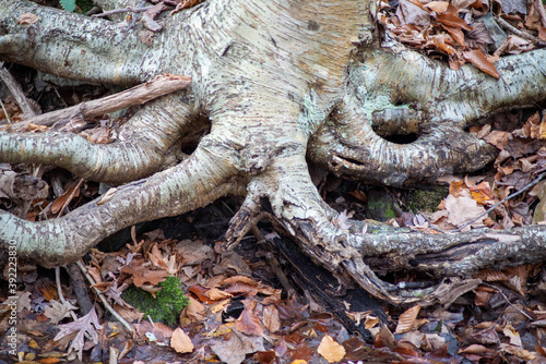 Long gnarled twisting tree roots reach out across forest floor strewn with Autumn leaves.