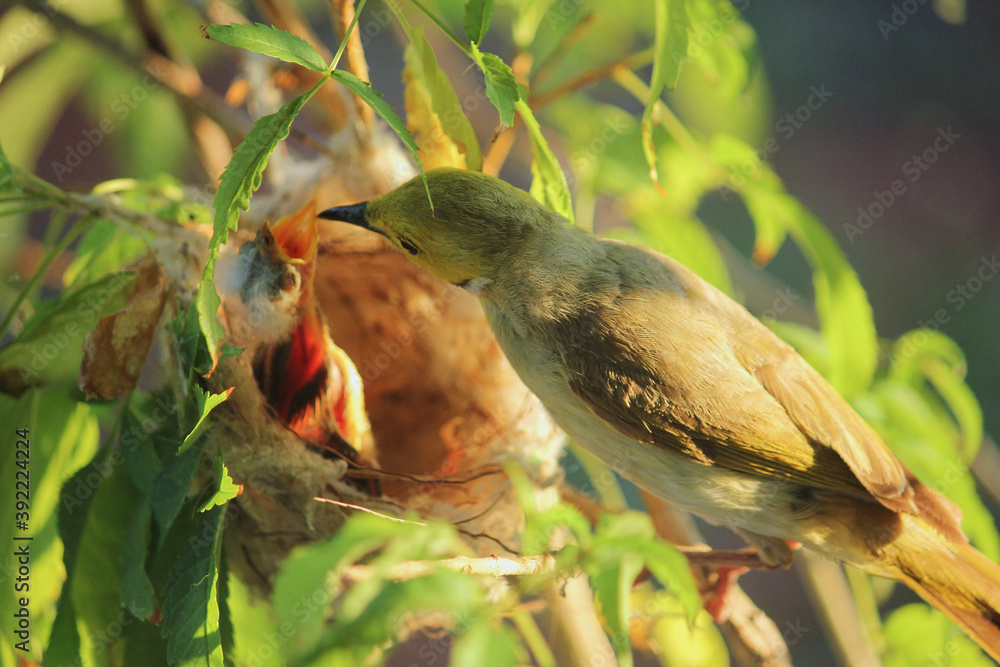White-plumed Honeyeater looking after her chick in the nest, Western Australia White-plumed Honeyeater looking after her chick in the nest, Western Australia
