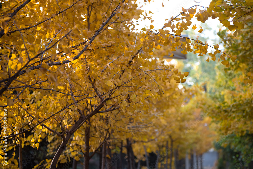 Beautiful and colorful collection of Ginkgo leaves in autumn