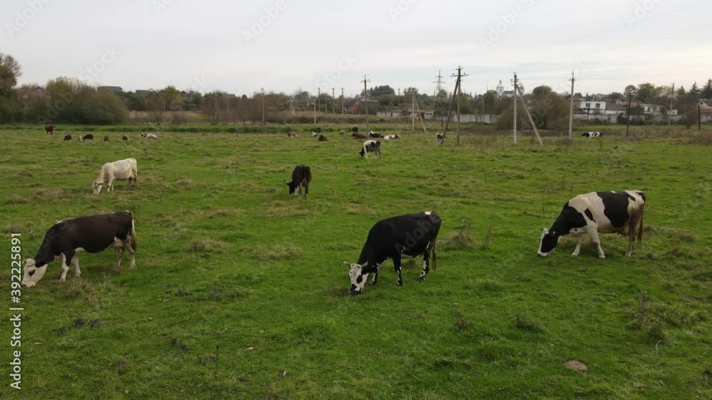 Herd of cows grazing on the green field. 4k resolution. Top view or aerial drone view on field and grazing cows. Agricultural concept Herd of cows grazing on the green field. 4k resolution. Top view or aerial drone view on field and grazing cows. Agricultural concept