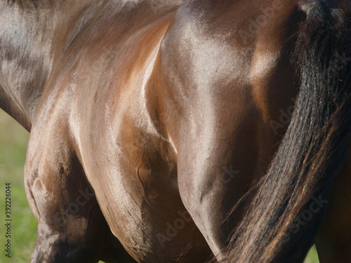 Horse Abstract
