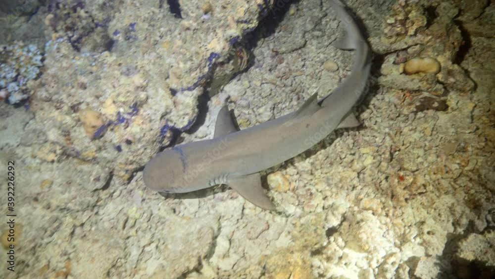 Whit tip reef shark hunting at night in Maldives Whit tip reef shark hunting at night in Maldives