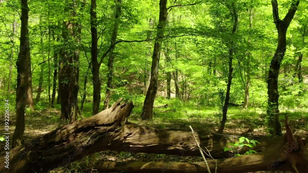 Peaceful Forest and stream landscape in southern USA