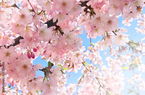 Blooming sakura tree  pink flowers cherry on twig in garden in a spring day