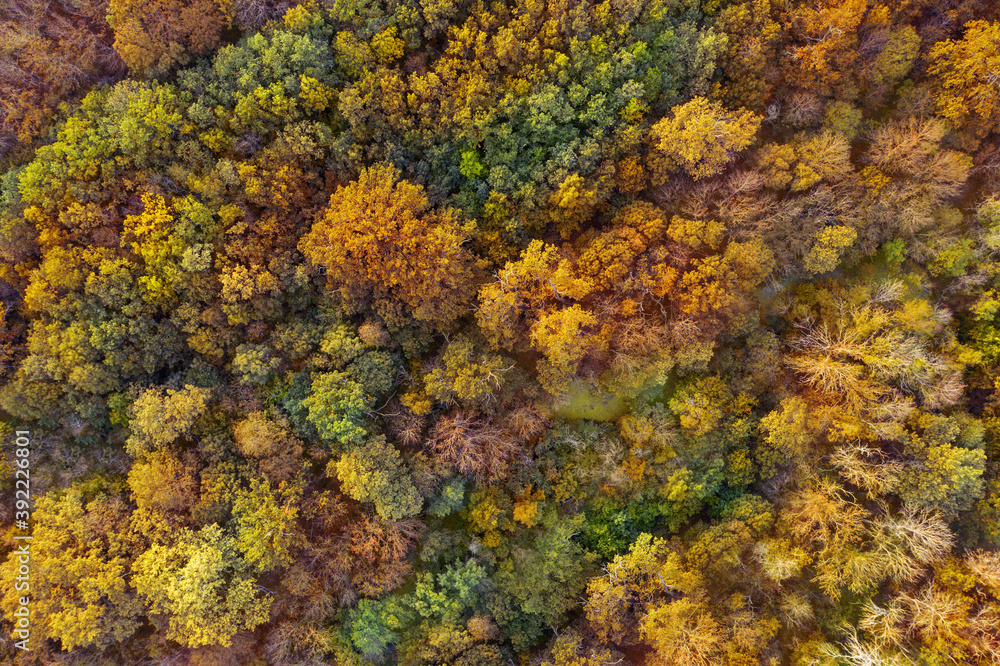 Beautiful aerial view of forest in autumn Beautiful aerial view of forest in autumn