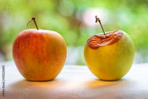 Two apples - ripe and rotten.
