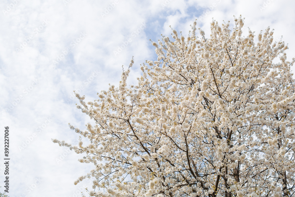 Flowering fruit tree in springtime, beautiful spring flower Flowering fruit tree in springtime, beautiful spring flower