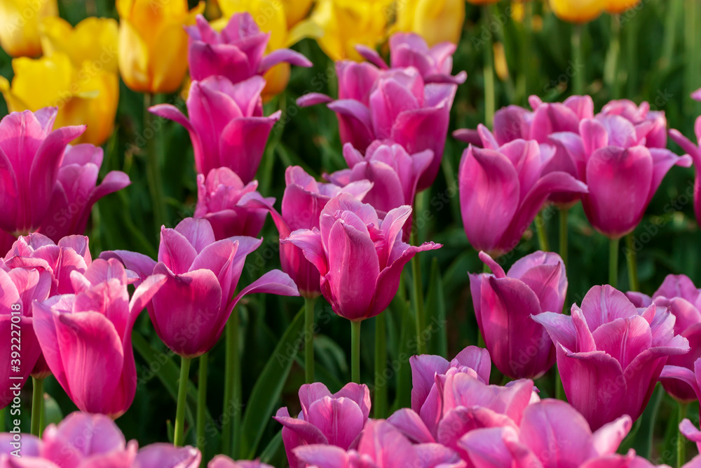 Dutch flowers Tulips Mixed Colors