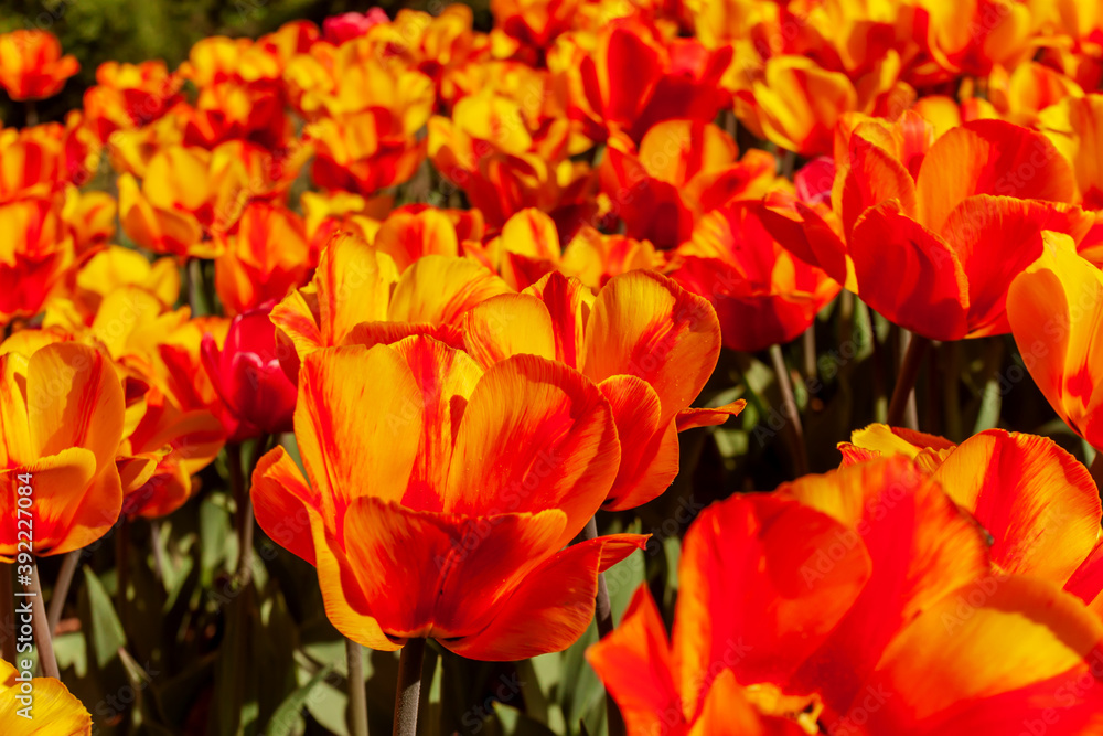 Obraz premium Tulipa Oxford Elite Darwin Hybrid Tulip. Spring tulips panoramic colorful flowerbed.