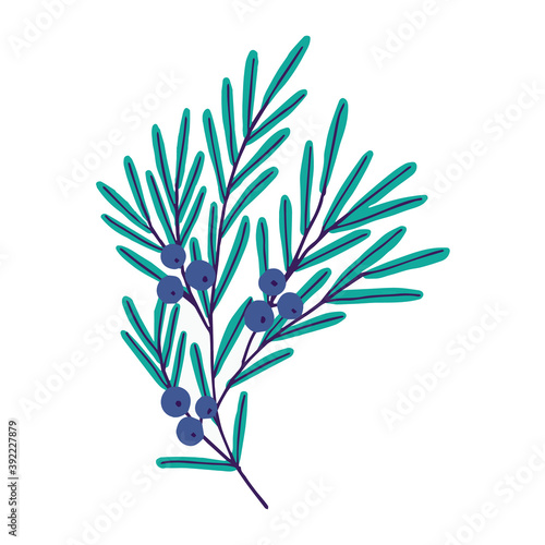 Vector illustration. Cute plant with blue berries. Juniper isolated on white background.