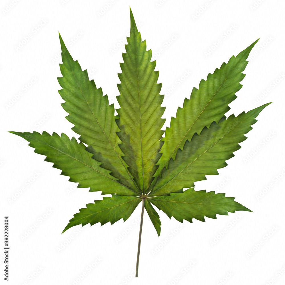 Green Marijuana leaves isolated on  white background. Strain Cannabis Purple Thai
