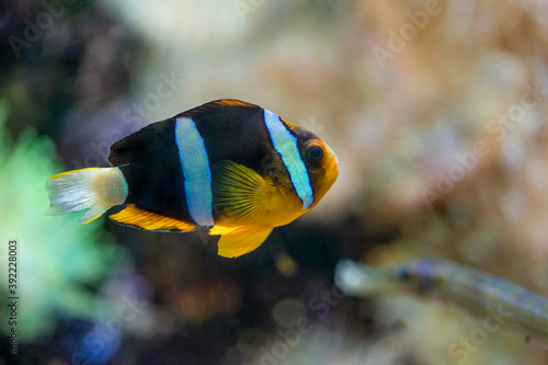 Yellow-tailed clownfish (Amphiprion clarkii) from the Pomacentridae family swimming in the coral reef