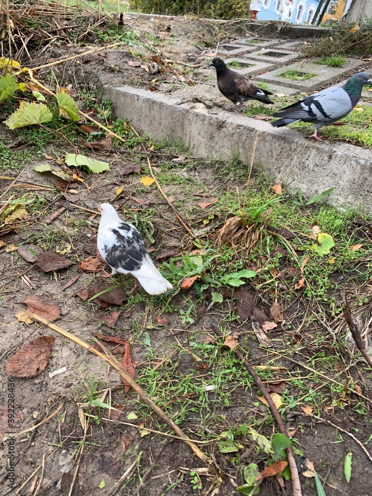 Obraz premium pigeons in the park