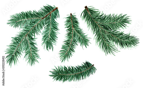 Set of spruce  pine  fir branches. Christmas and New Year illustration of coniferous twigs. Isolated on white background. Drawn by hand.