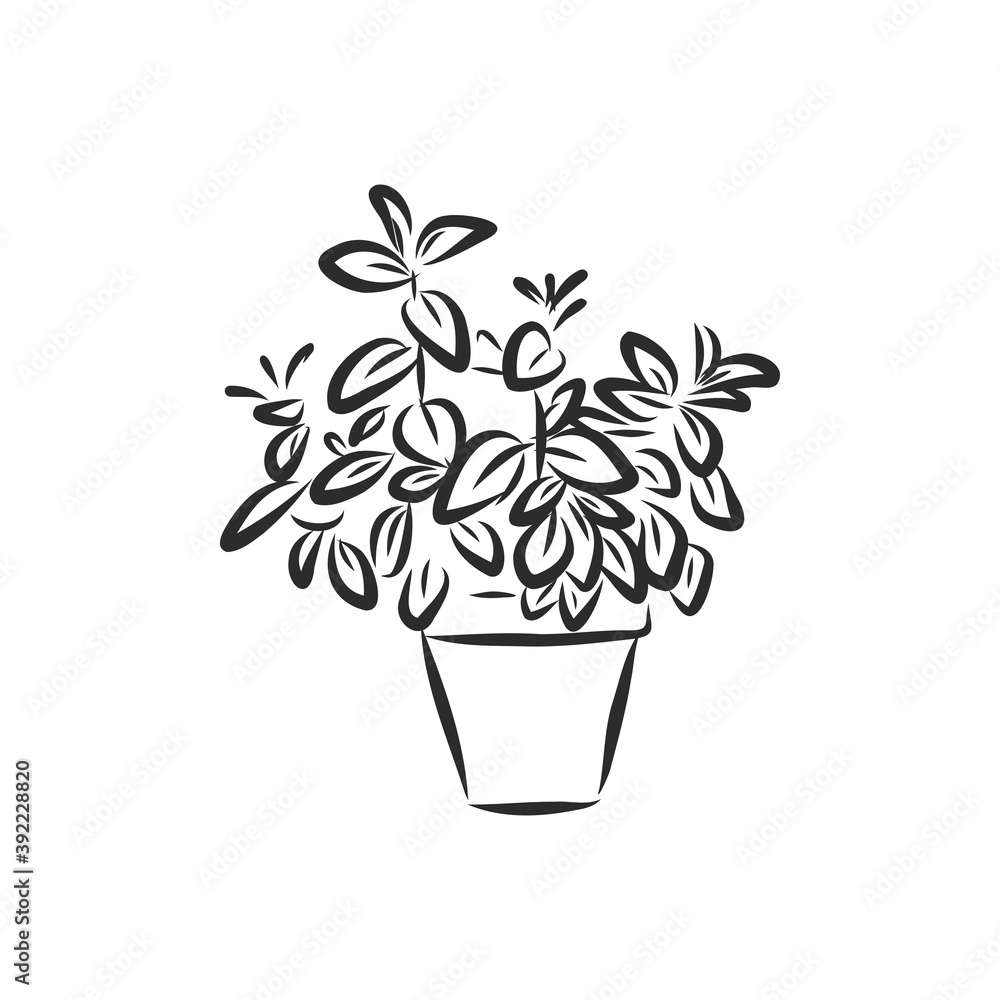 Line art plant in pot. Contour drawing of vector set of black and white house plants sketches. Isolated potted florals illustration. indoor plant vector sketch illustration Line art plant in pot. Contour drawing of vector set of black and white house plants sketches. Isolated potted florals illustration. indoor plant vector sketch illustration