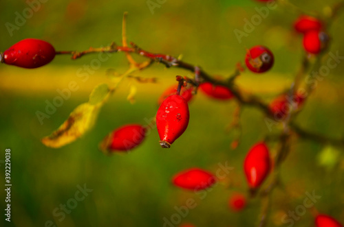 ripe hip roses on branch with leaves, on green background photo