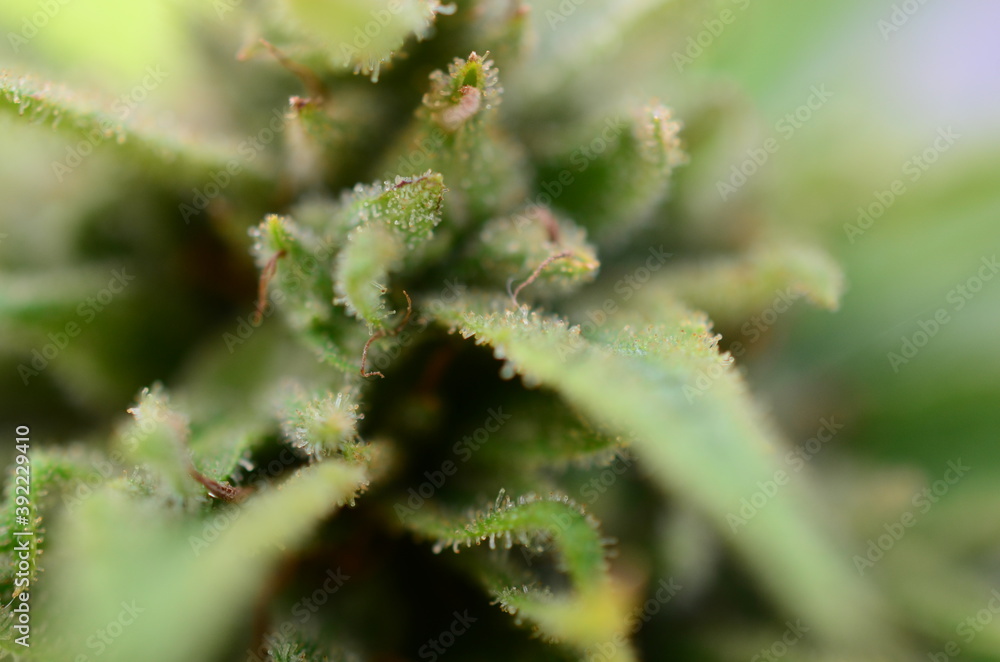 agriculture, background, botany, bud, buds, cannabis, close up, closeup, crop, cultivated, cultivation, culture, dope, drug, farm, farming, flower, grass, green, grow, growth, harvest, hash, health, h agriculture, background, botany, bud, buds, cannabis, close up, closeup, crop, cultivated, cultivation, culture, dope, drug, farm, farming, flower, grass, green, grow, growth, harvest, hash, health, h