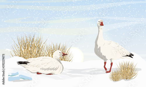 A pair of Snow geese on the snow in the overgrown dry arctic bush. Birds of the Arctic. White arctic goose Anser caerulescens. Realistic Vector landscape