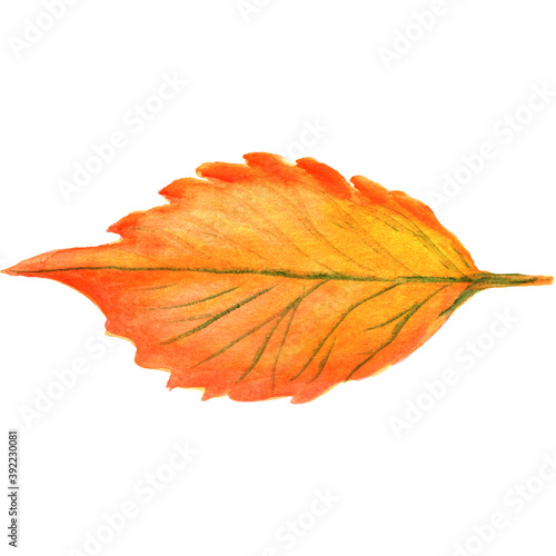 Watercolor autumn leaves,watercolors leaves,fall watercolor autumn leaves, watercolors leaves, fall, watercolor leaf, autumn, isolated, nature, yellow, plant,watercolor  tree, white,