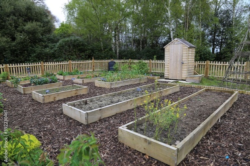 A community vegetable garden in in  Machynlleth, Powys, Wales, UK. photo