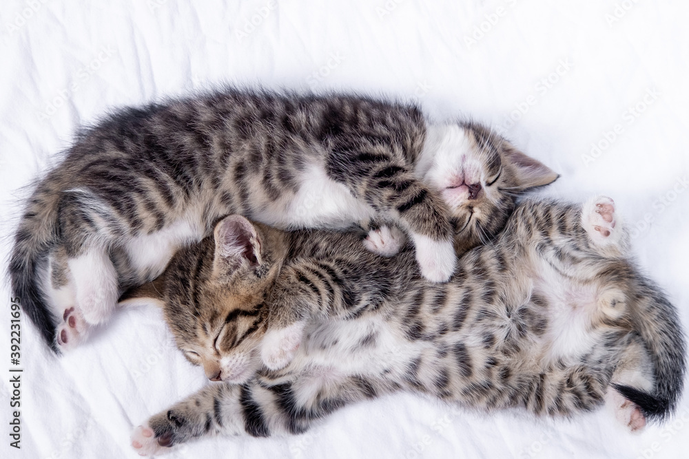 Two small striped domestic kittens sleeping at home lying on bed white blanket. Concept of cute adorable pets cats. Two small striped domestic kittens sleeping at home lying on bed white blanket. Concept of cute adorable pets cats.
