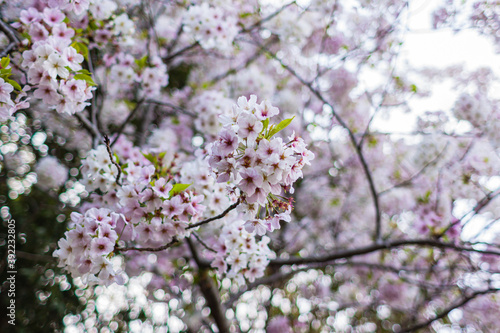 Wallpaper Mural 日本　静岡県浜松市、浜松城公園の満開の桜 Torontodigital.ca