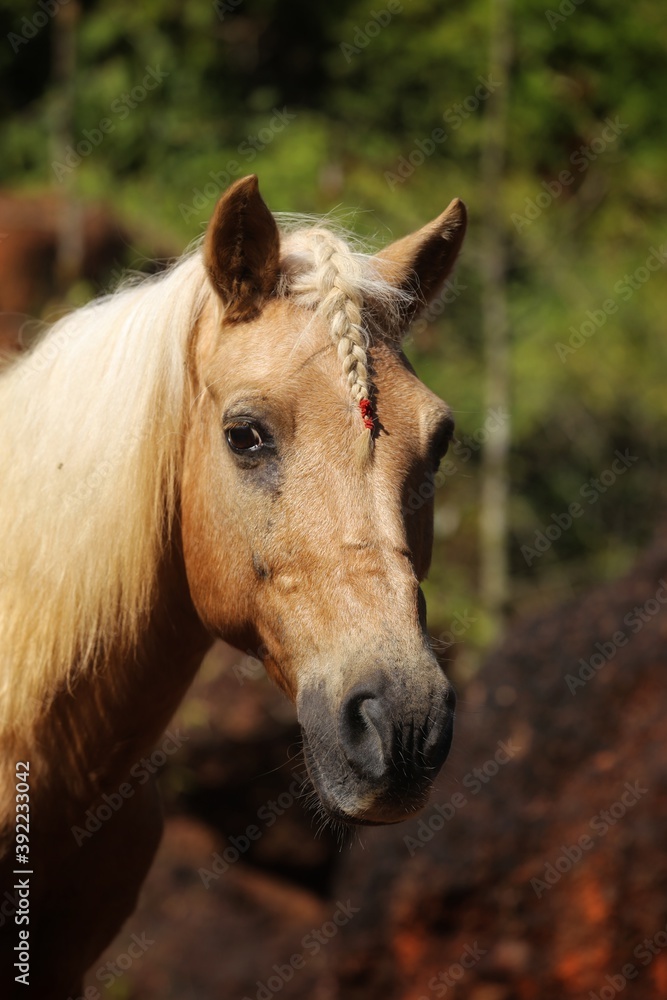 Portrait of a horse. State Of Goa. India Portrait of a horse. State Of Goa. India