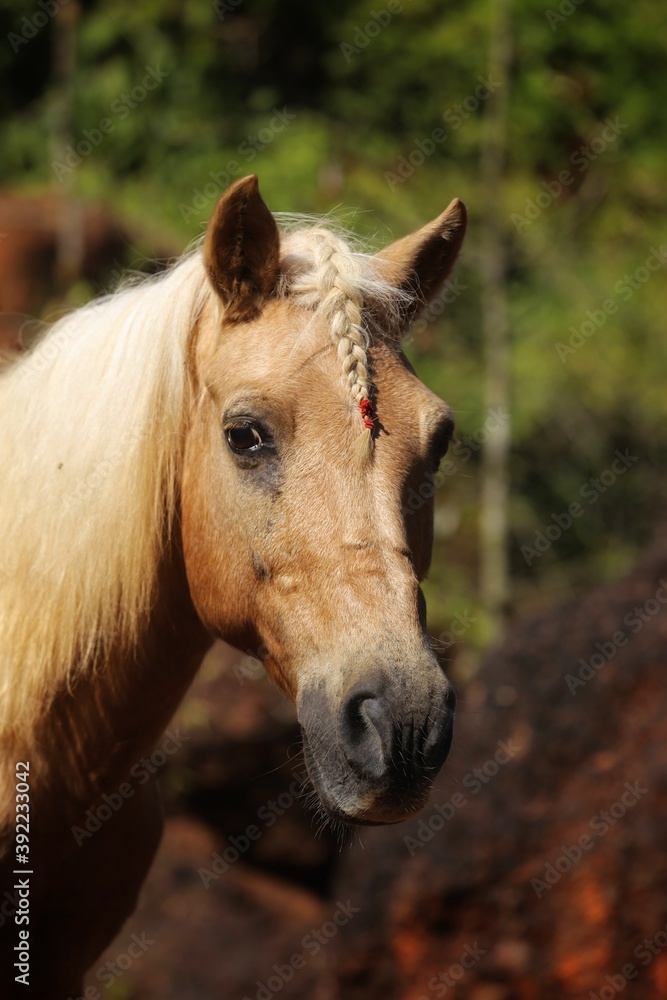 Portrait of a horse. State Of Goa. India