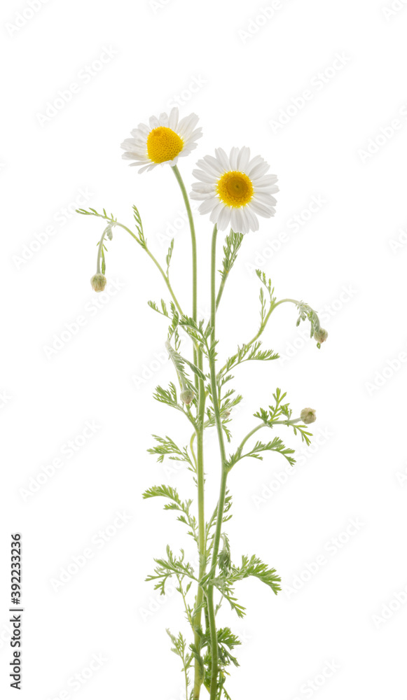 Fototapeta premium Chamomiles daisy flower isolated on white background without shadow
