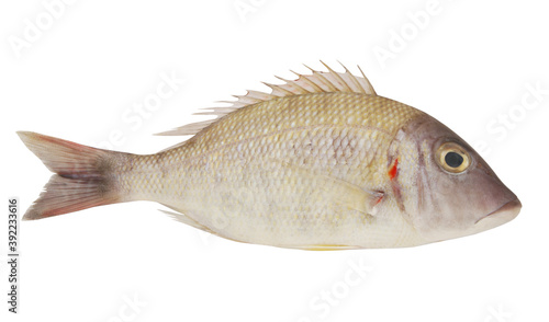 Fresh pink ear emperor fish isolated on white background 
