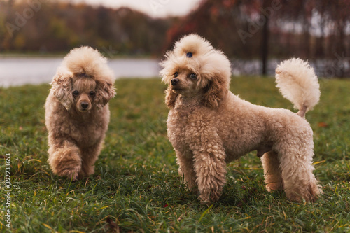 Two cute small golden poodles standing on green lawn in the park. Happy dog.