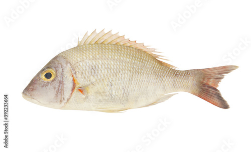 Fresh pink ear emperor fish isolated on white background 