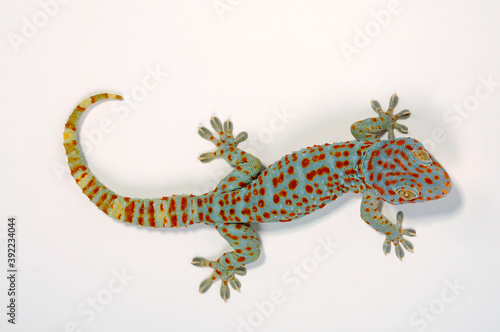 Φωτογραφία Tokay gecko / Tokeh, Tokee (Gekko gecko)