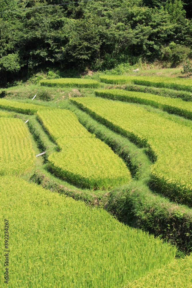 日本　静岡県浜松市の棚田